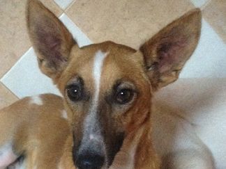 Archie
