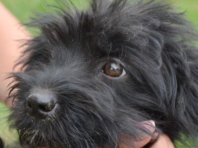 Ariwa