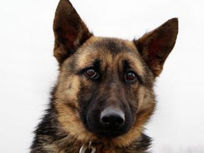 Anka