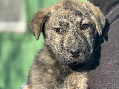 Jabari