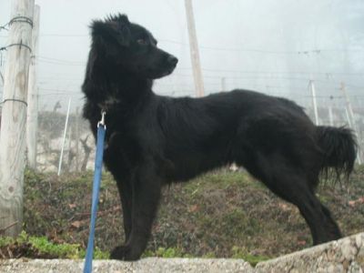 Sheeba neu Lola