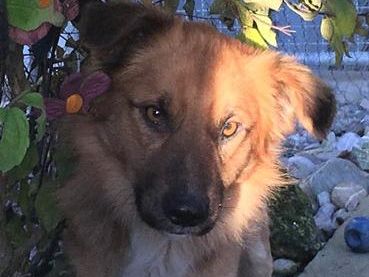 Balto-2
