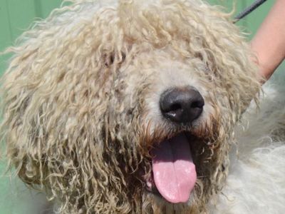 Berti