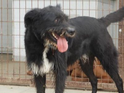 Blacky-3
