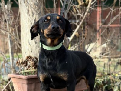Fortunato