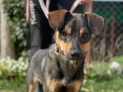 Remo