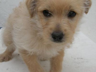 Daisy-3