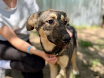 Nalani-2