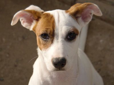 Nalani