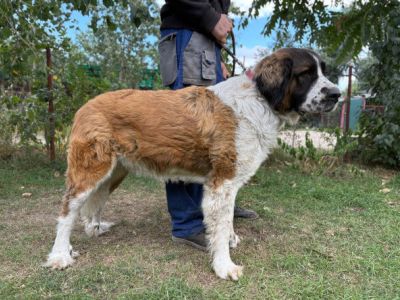 Ruszi