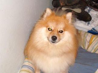 Benji