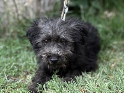 Annabella