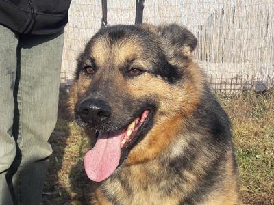 Bandi-3