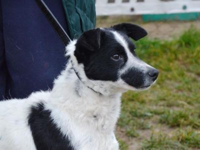 Beluska