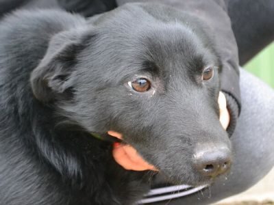 Hunde Notfalle Vergessene Tierheimhunde