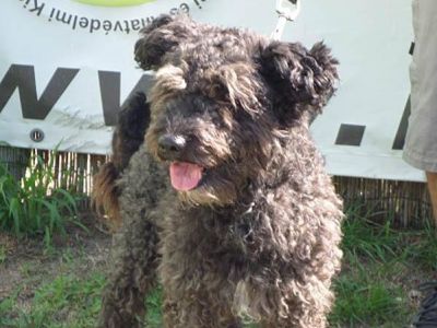 Bandi