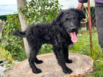Kona