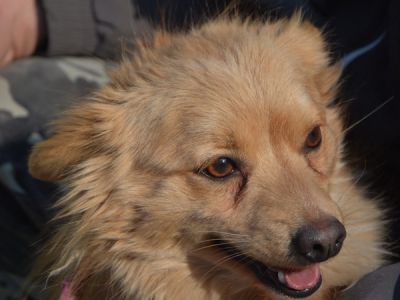 Charlie-4