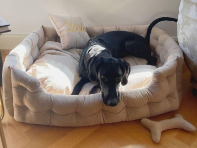 Lola-10