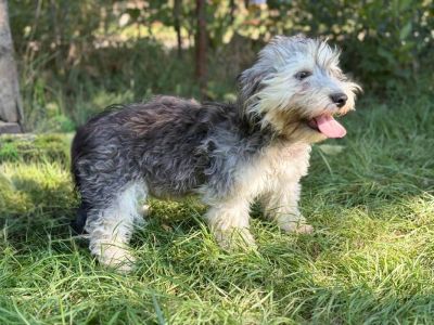 Zozi