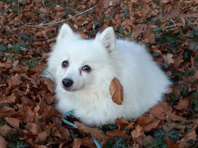 Marshmallow