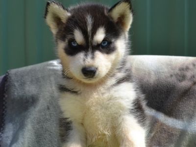 Nanook