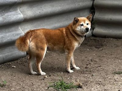 Sheva