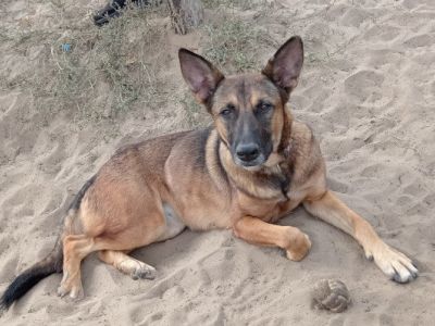 Kéla