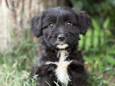 Niko-5