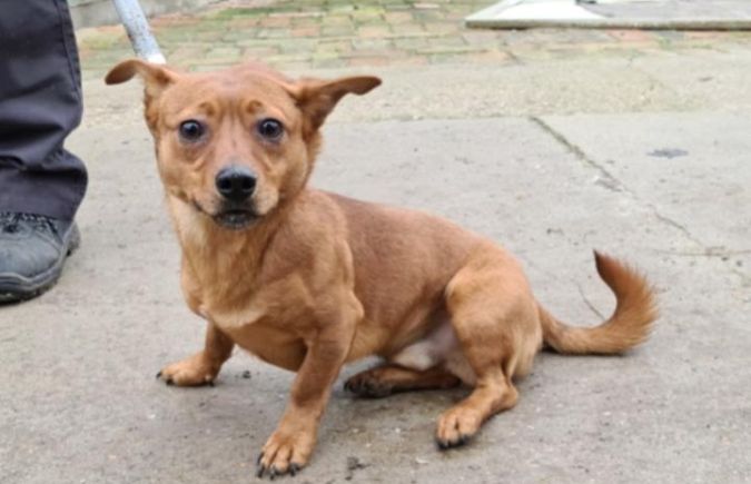 Hundvermittlung Örni Animal Happyend