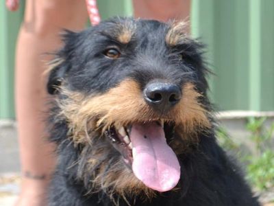 Szuli