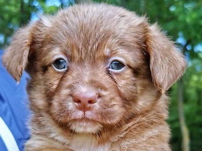 Baci