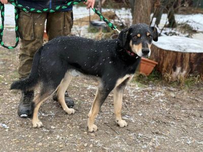 Bandi-7