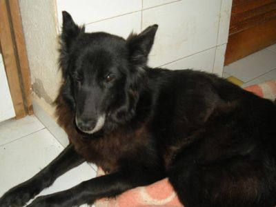 Chica