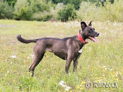 Balu