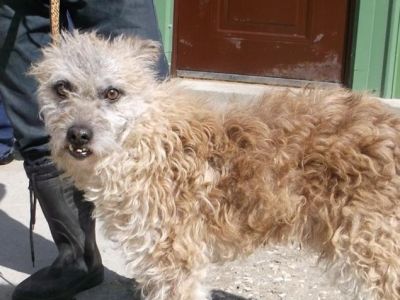 Benji-4