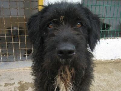 Brandy