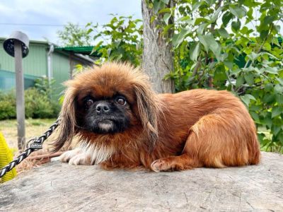 Gismo-2