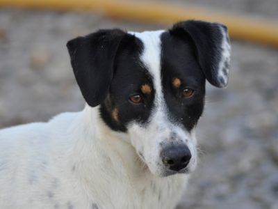 Mancha-2