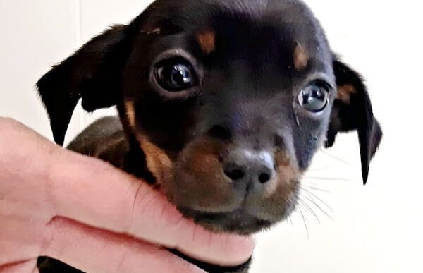 Hundvermittlung TikTok Animal Happyend