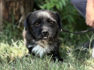 Frodo-2