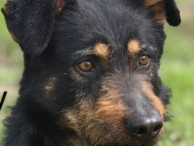 Sammy